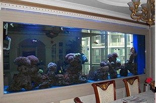 合肥海鲜池经常维护但是鱼儿还大量死亡 是什么原因 ？